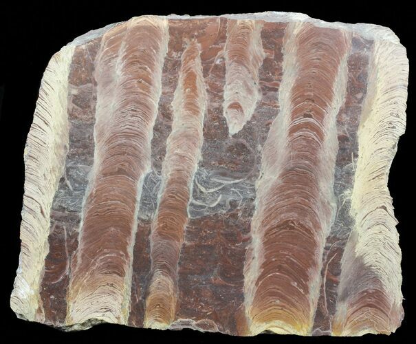 Polished Stromatolite (Jurusania) From Russia - Thick Slab #57687